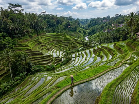Aerial view of lush green terraced rice paddies in Bali with a farmer wearing a conical hat walking along a path, surrounded by palm trees and a river valley under partly cloudy skies.
