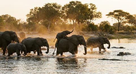 A herd of African elephants splashes through a river at golden hour, with a young elephant playfully climbing on another while spraying water from its trunk, hippos partially submerged nearby.