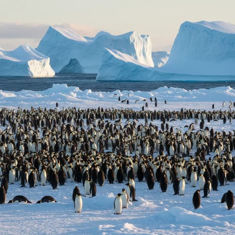 Massive colony of hundreds of emperor penguins gathered on Antarctic sea ice, adults and chicks huddled together, towering blue-white icebergs rising from the ocean in the background, soft overcast polar light, vast frozen landscape stretching to the horizon, wildlife nature photography.
