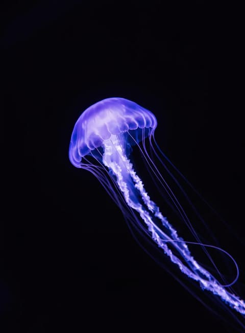 A bioluminescent purple jellyfish with long flowing tentacles floating against a pure black background, dramatic lighting, macro photography.