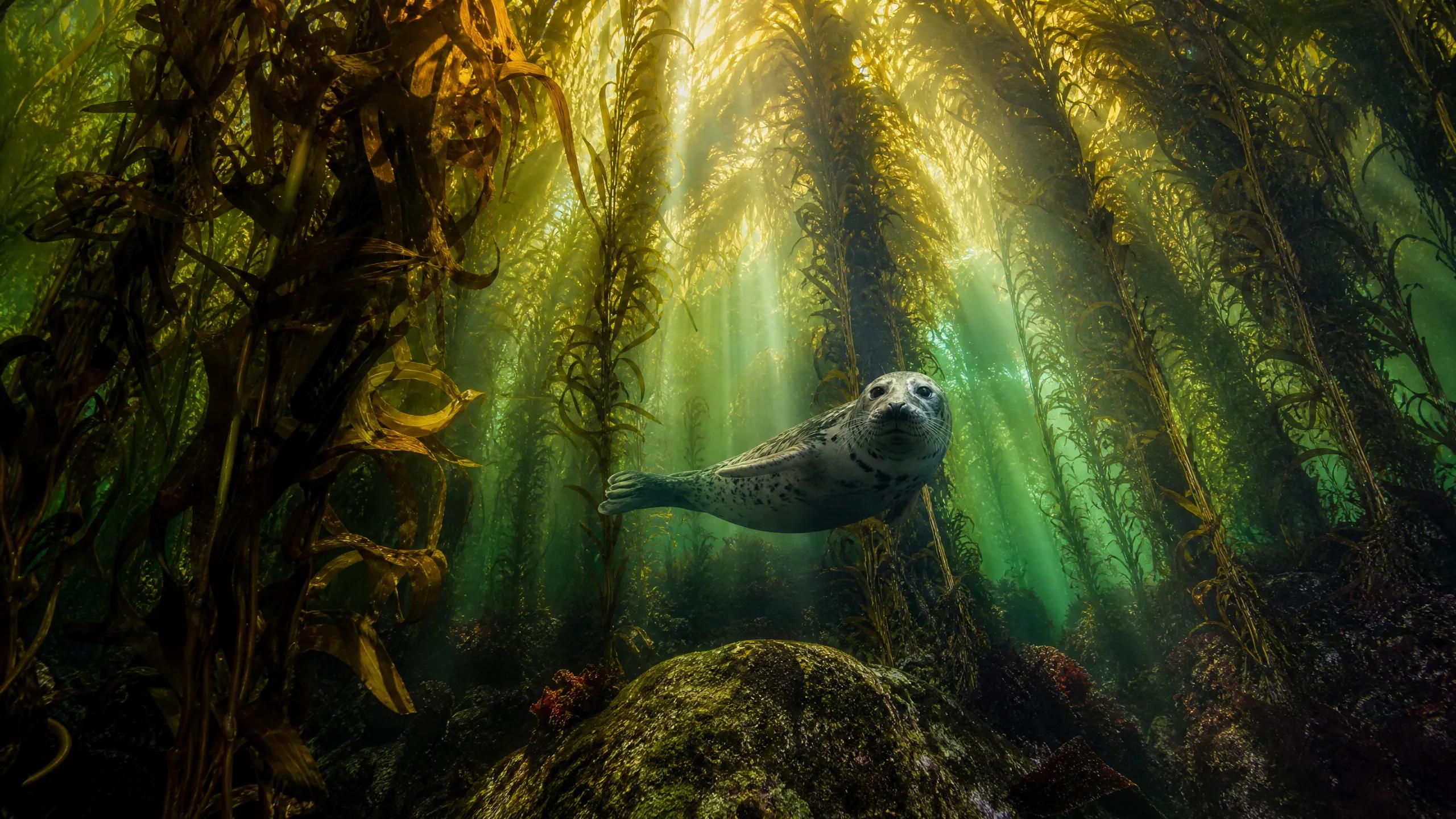 An adorable harbor seal swimming through a sunlit underwater kelp forest with go